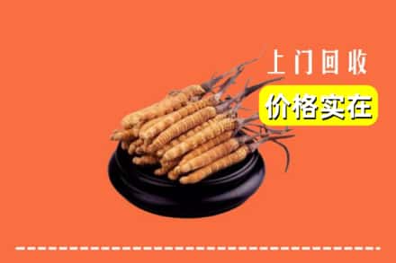 高价收购:大埔县上门回收冬虫夏草